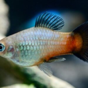 Rainbow Platy